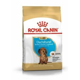 Rehu Royal Canin  Breed Dachshund Jun Lapset / junior Kasvis 1,5 Kg